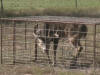 Buck In A Hog Pen