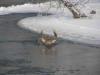 River Buck