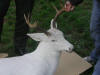 Albino Buck