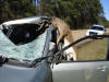 Deer Accident