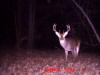 Warren County Buck