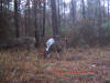 Lincoln County Piebald