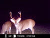 Marion County Buck