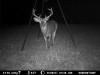 Caseyville Buck