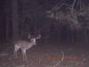 Lee County Bucks