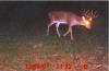 Copiah bucks