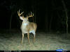 Adama County Buck