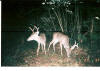 Amite County Bucks