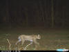 Franklin County Bobcat