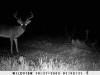 Caddo Parish Bucks