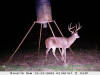 Perry County buck