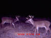 Pike County Bucks