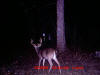 Port Gibson buck