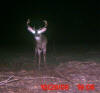 Scott County Buck