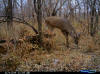 Kansas Buck