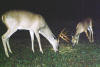 Franklin County buck