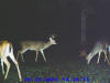 Franklin County bucks