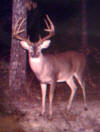 Lincoln County buck