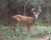 Pike County 9 point