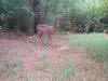 Walthall County