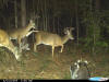 Wilkinson County bucks