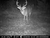 Jefferson Davis County buck