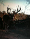 Lincoln County Bucks