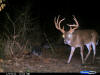 Lincoln County Bucks