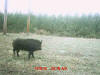 Walthall Hog