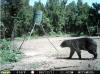 Claiborne County bear & hogs