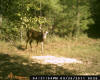 Franklin County Pond Buck