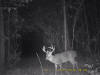 Copiah County Creek buck