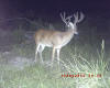 Copiah County Buck