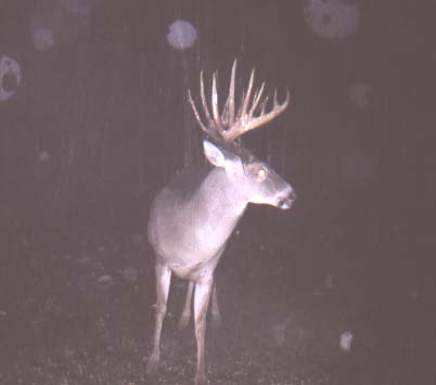 St. Francisville Buck