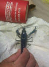 Blue Crawfish