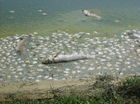 August 2010 Browning Creek Phenomenon