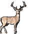 2007/2008 Deer Pictures